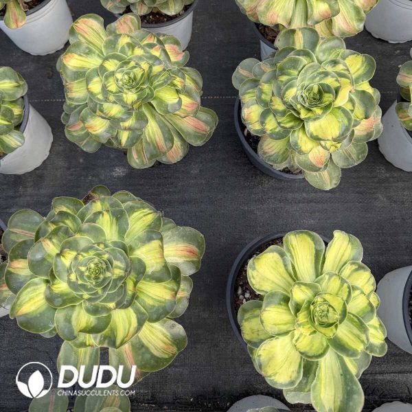 Aeonium Tyrant Single-head - Image 1