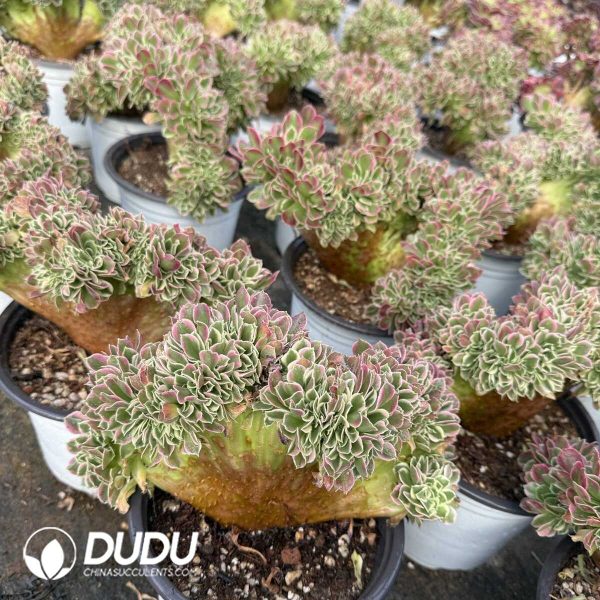 e201-389.jpg Aeonium River Stone Cristata - Image 1