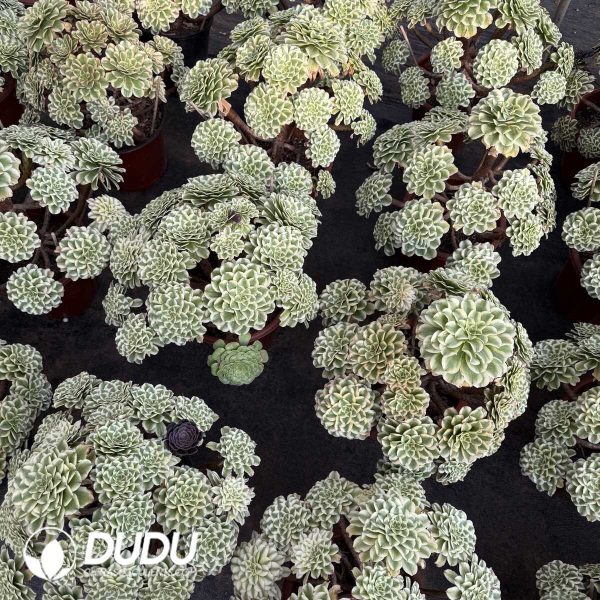 e201-394.jpg Aeonium Blue Waves Cleatering with Old Stem - Image 1