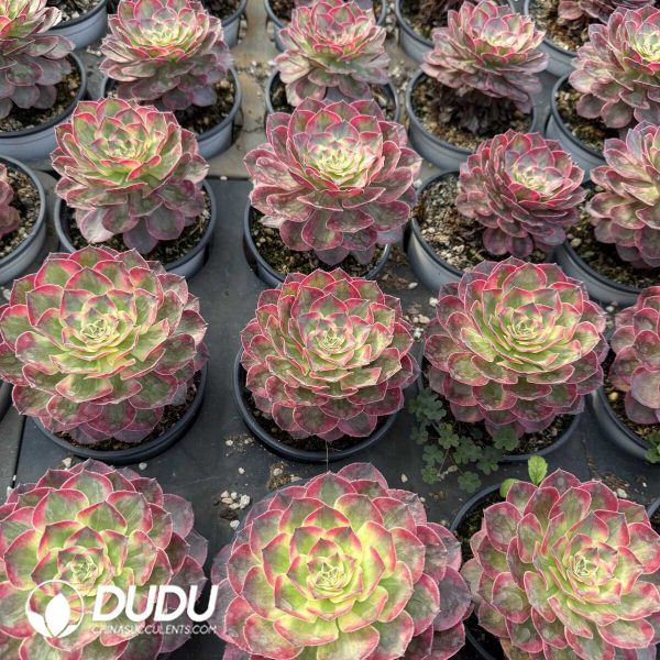 e201-396.jpg Aeonium Pure Heart Single Head Seedling - Image 1