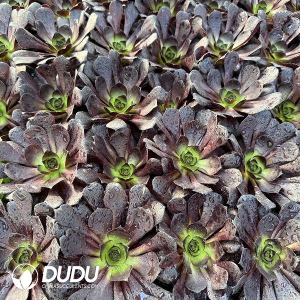 Aeonium Dark Night Demon King Single Head Seedling - Image 1