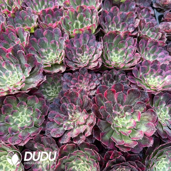 e201-402.jpg Aeonium Royal Flush Single Head Seedling - Image 1