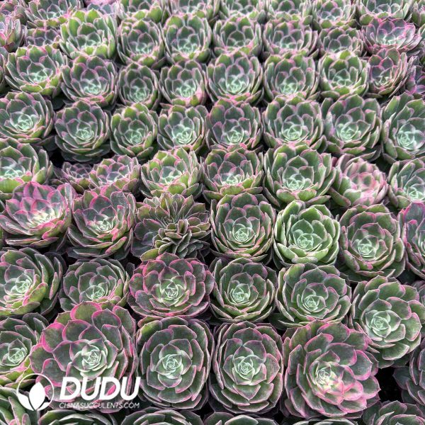 e201-405.jpg Aeonium Peacock Feather Single Head Seedling - Image 1