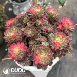 Aeonium kaleidoscope Single Head Seedling