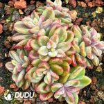 Echeveria Rezry Variegated