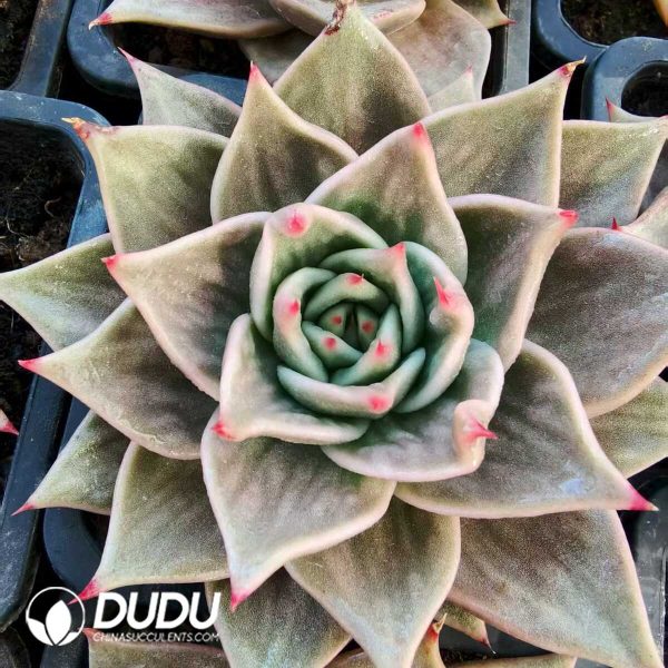 Echeveria Star Variegated - Image 1