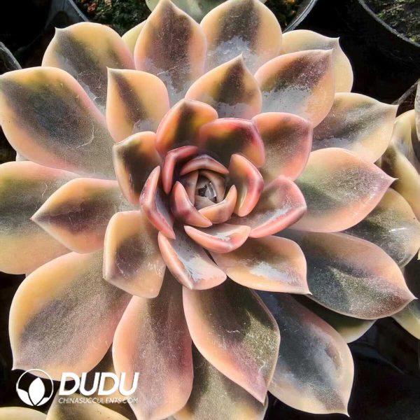 Echeveria Burger Variegated - Image 1