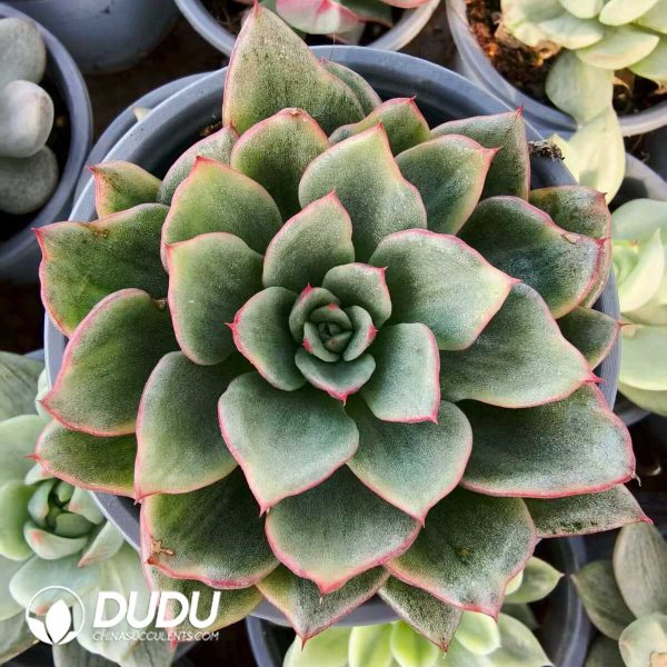Echeveria Giselle Silk Variegated - Image 1