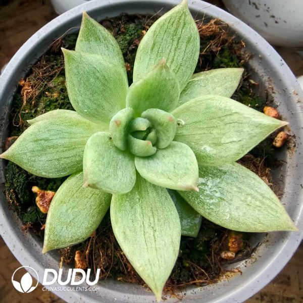 Echeveria Agavoides Silk Hybrid - Image 1
