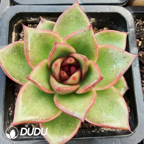 Echeveria Black Rose & Ebony Hybrid - Image 1