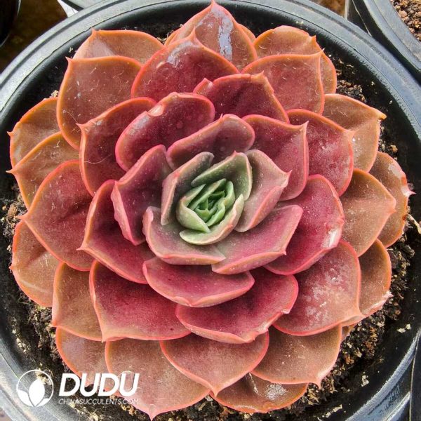 Echeveria Red Beach - Image 1