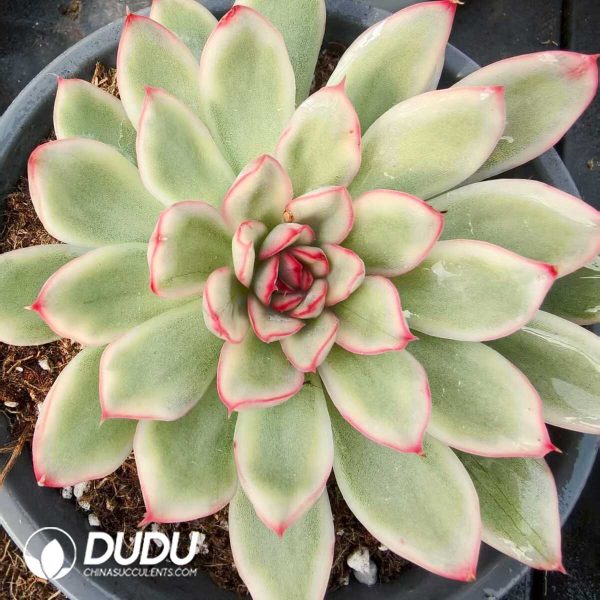 Echeveria White Lotus Variegated - Image 1