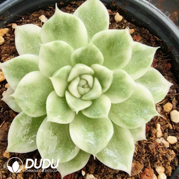 Echeveria White Malgan Variegated - Image 1