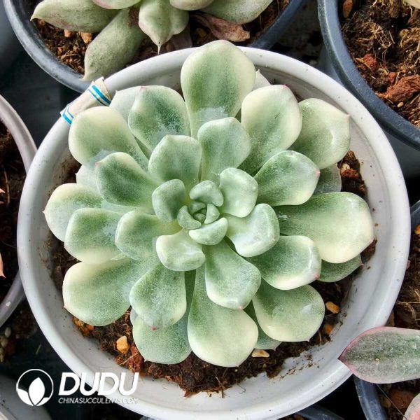 Echeveria Orange Ball Variegated - Image 1