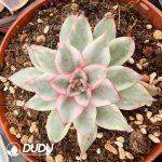 [RTS]Echeveria Giselle Variegated