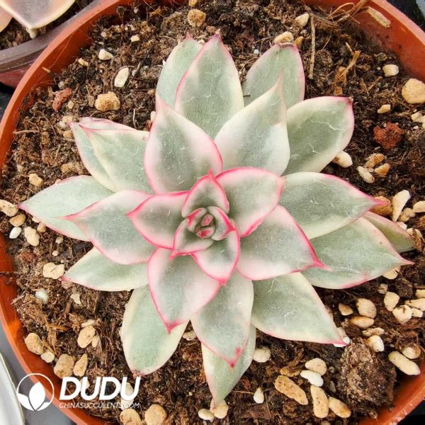 Echeveria Giselle Variegated - Image 1