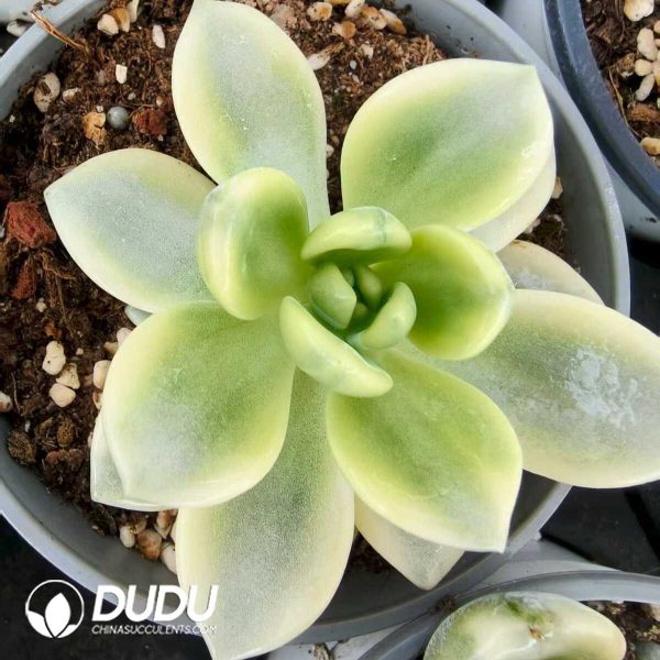 Echeveria Wangshu Variegated - Image 1