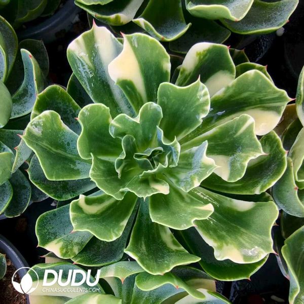 Echeveria Tsunami Variegated - Image 1