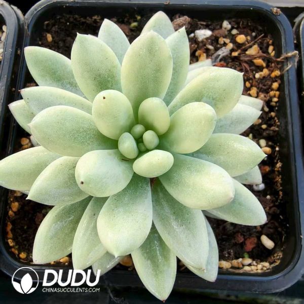 Pachyveria Solomon Giant Variegated - Image 1