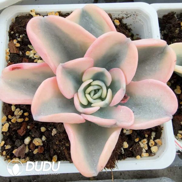 Pachyveria Orpet Variegated - Image 1