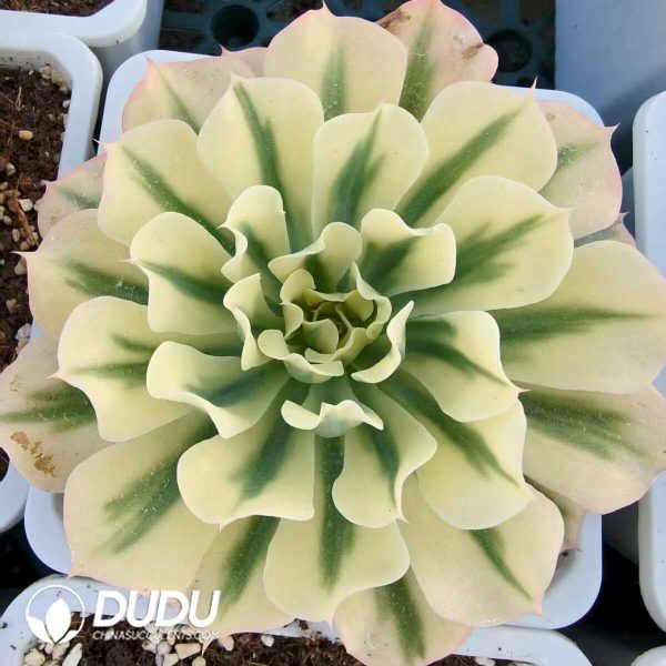 Echeveria Tsunami Variegated - Image 1