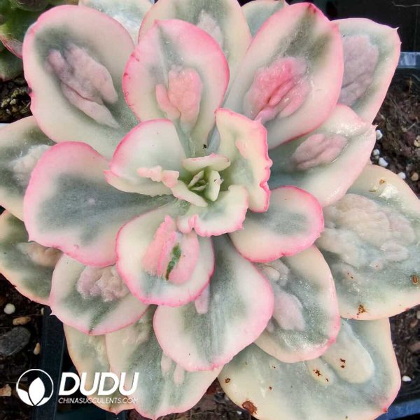 Echeveria Baron Bold Variegated - Image 1