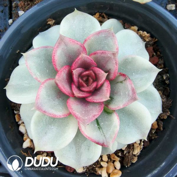 Echeveria Forbidden City Variegated - Image 1