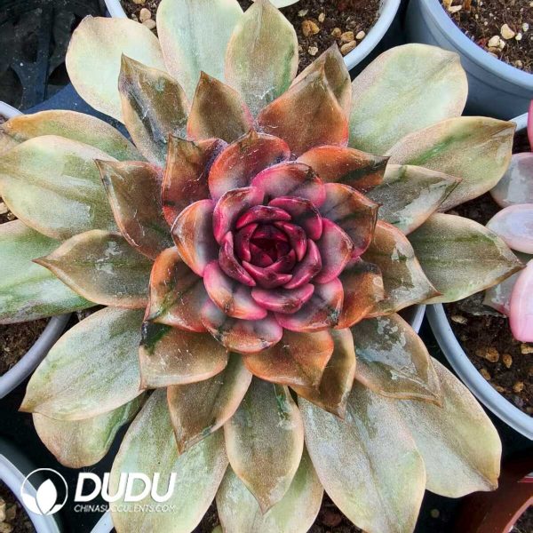 Echeveria Forbidden City Variegated - Image 1