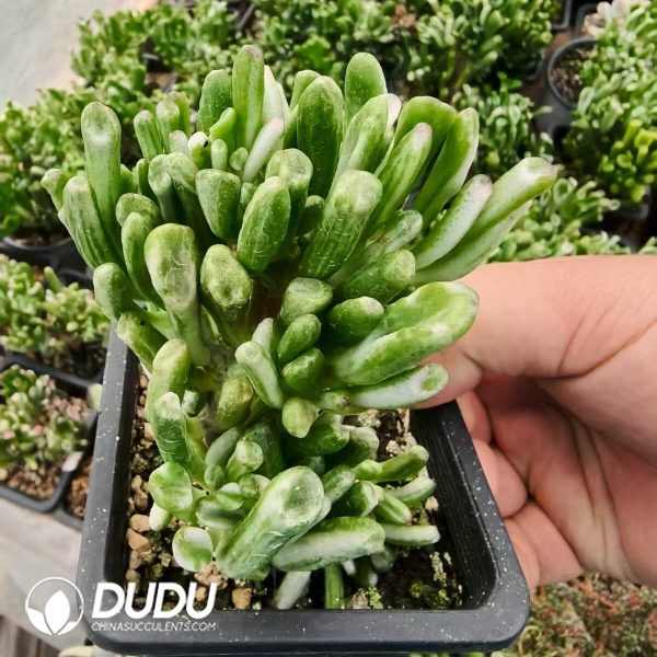 e201-430.jpg Crassula Pachira aquatica Variegated - Image 1