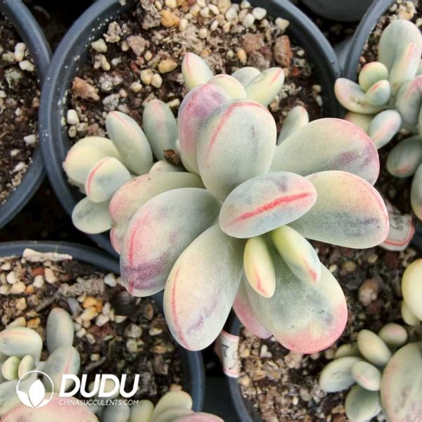 e201-431.jpg Cotyledon Orbiculata cv. Variegated - Image 1