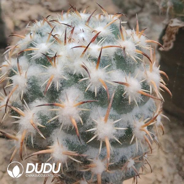 Cactus-Coryphantha tripugionacantha (Grafted) - Image 1