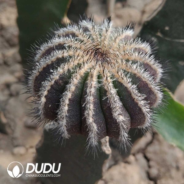 e201-433.jpg Cactus-Uebelmannia (Grafted) - Image 1