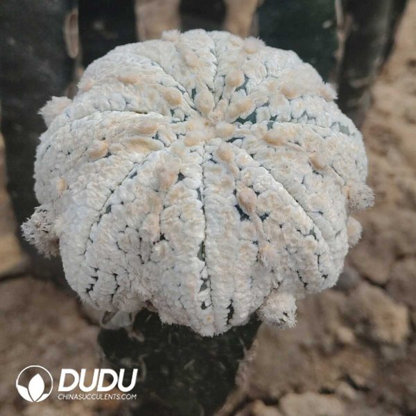 e201-434.jpg Cactus-Asterias multipunctata(Grafted) - Image 1