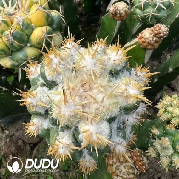 Cactus-Coryphantha Elephantidens Thom Crested(Grafted) - Image 1