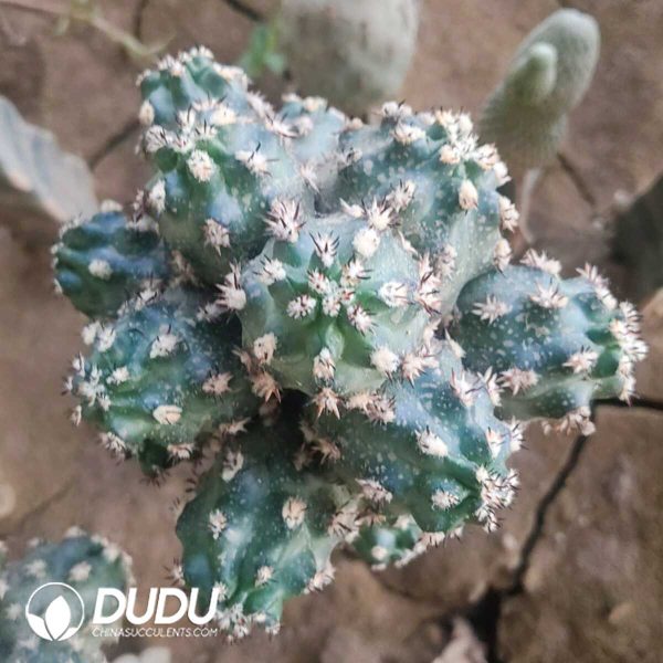 e201-439.jpg Echinocereus viridiflorus (grafted) - Image 1