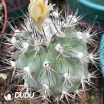 Turbinicarpus gielsdorfianus(Seed Grown)