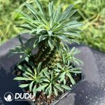 Euphorbia clandestina - Image 2