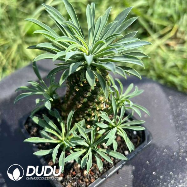 Euphorbia clandestina - Image 2