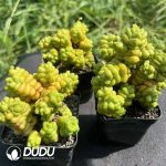 Crassula marchandii Big Clustering - Image 2