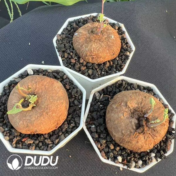 Stephania erecta - Image 2