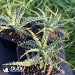 Astridia velutina Variegated - Image 2