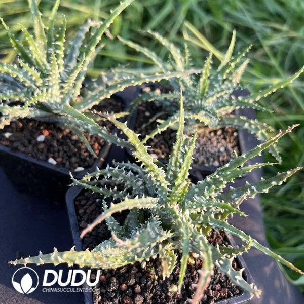 Astridia velutina Variegated - Image 2