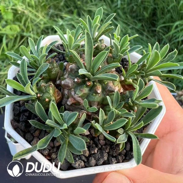 Euphorbia bupleurifolia x Euphorbia susannae Marloth - Image 2