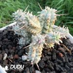 Euphorbia Mammillaris Variegated Clustering - Image 2