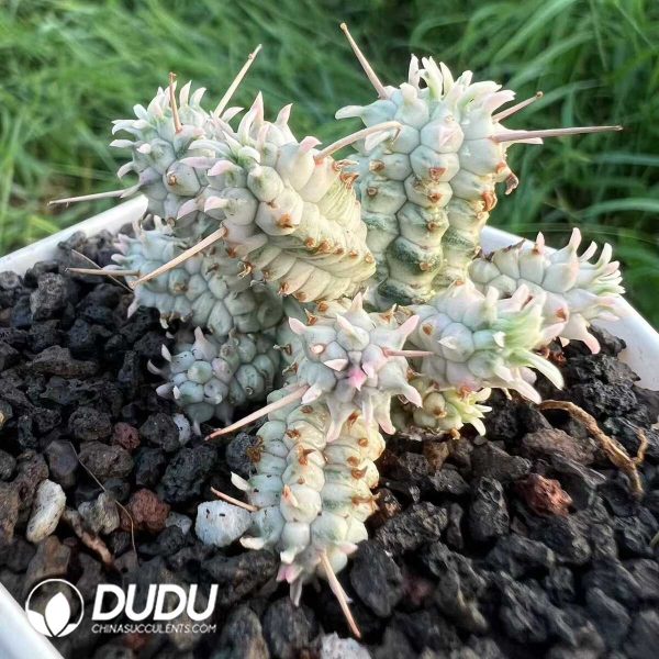 Euphorbia Mammillaris Variegated Clustering - Image 2