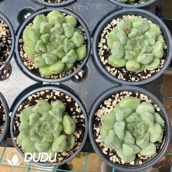 Echeveria rock sugar mint - Image 2