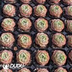 Echeveria Qinhai - Image 2