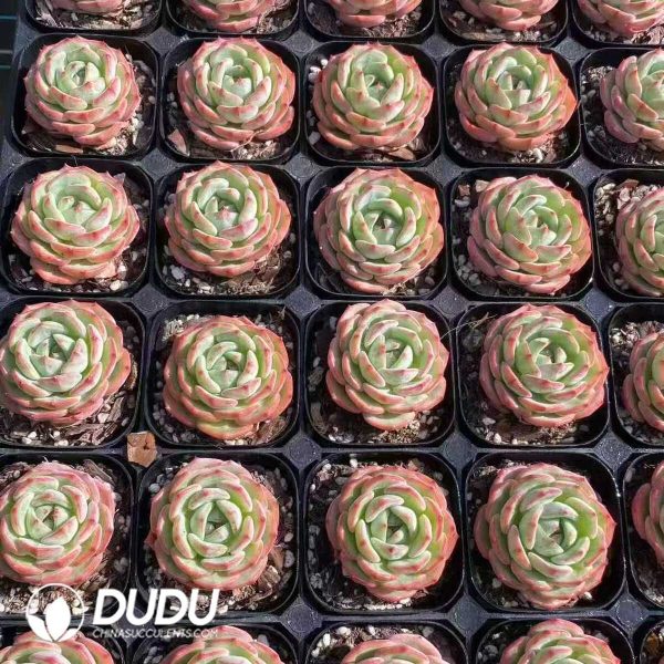 Echeveria Qinhai - Image 2