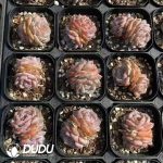 Echeveria Magic Diamond Double Heads - Image 2