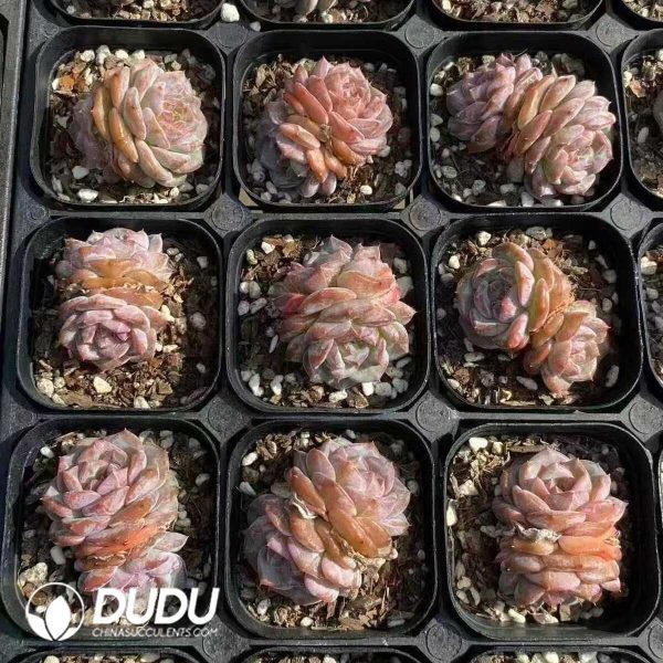 Echeveria Magic Diamond Double Heads - Image 2